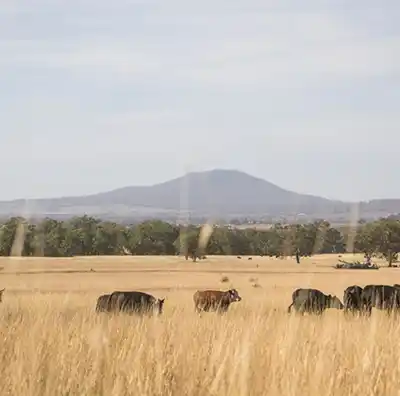 angus beef farm