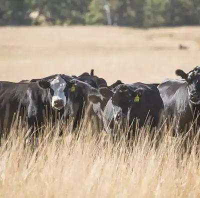 telargra Pasture