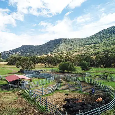 telargra cattle Yard