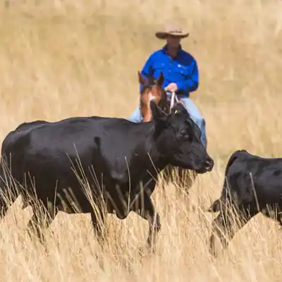 tuwinga angus beef
