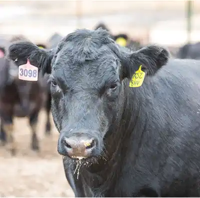 tuwinga angus beef