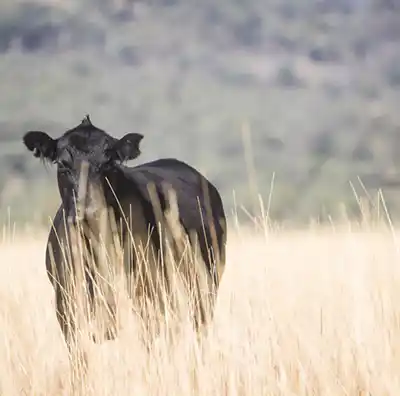 tuwinga australia angus