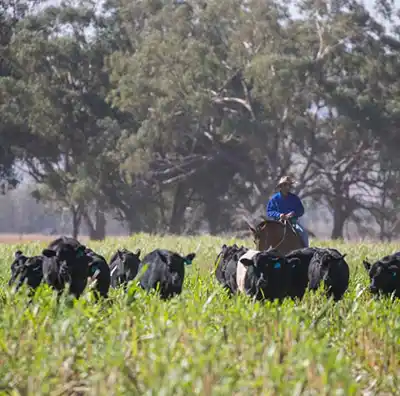 Mooney pastoral australian cattle
