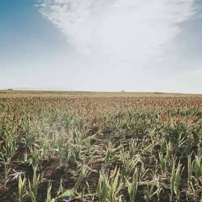 tuwinga-australia farm