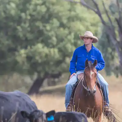 tuwinga australian beef